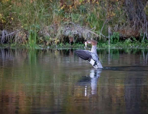 Common Merganser, Idaho