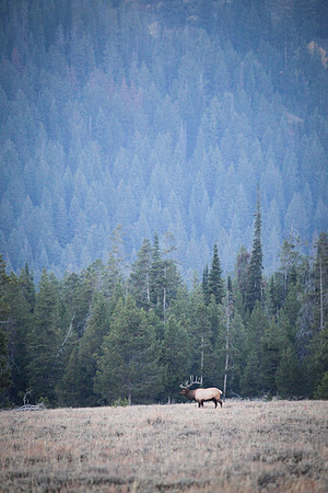 Herd Bull, Jackson Hole Valley