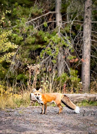 Red Fox, Idaho