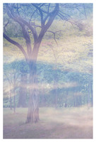 Manifestations: Calming Sentinels