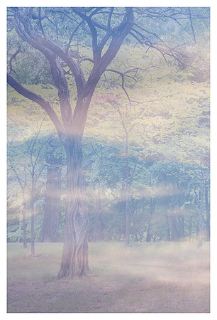 Manifestations: Calming Sentinels