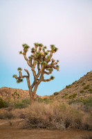 Yucca brevifolia in Joshua Tree, CA