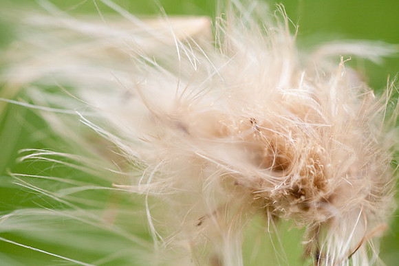 Billowing Milkweed