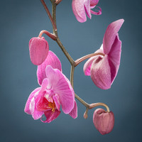 Phalaenopsis