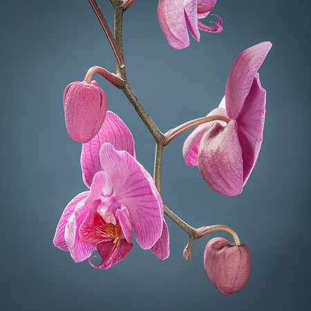 Phalaenopsis