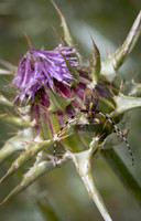 Golden Bloomed Grey Longhorn Beetle