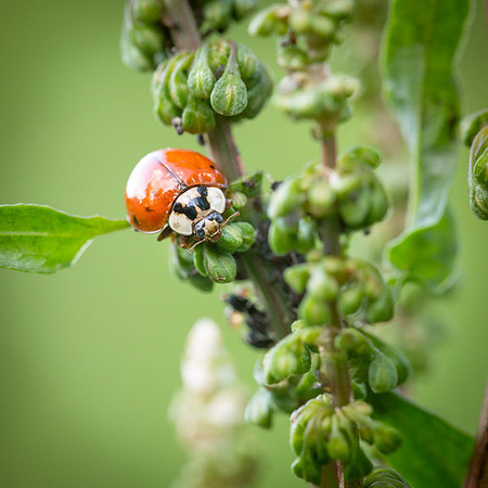 Asian Lady Beetle