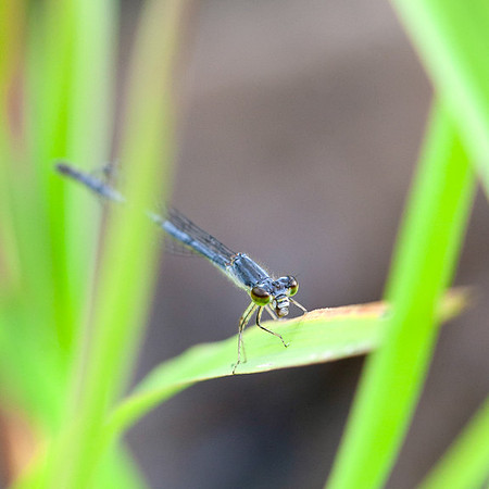 Blue Damselfly