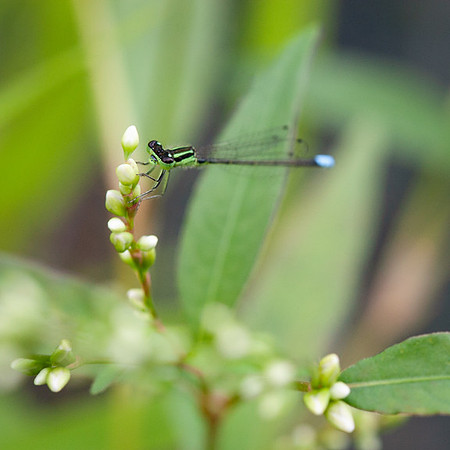Eastern Forktail Damselfly