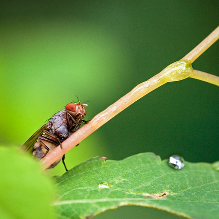 Fly